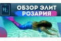 Хвіст русалки "Розарія"